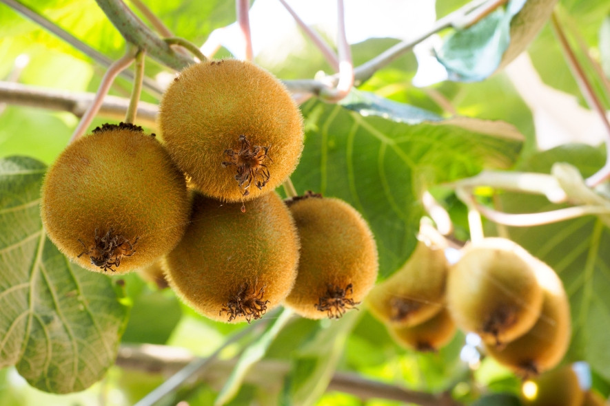 kiwi