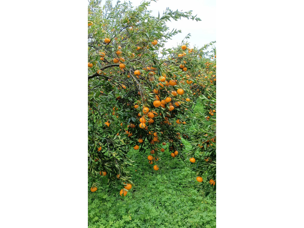 Galleria